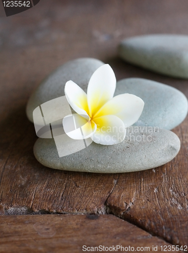 Image of Frangipani flower