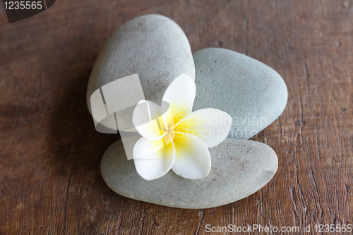 Image of Frangipani flower