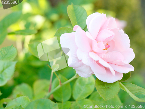 Image of Pink rose
