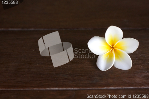 Image of Frangipani flower