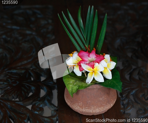 Image of Frangipani flower