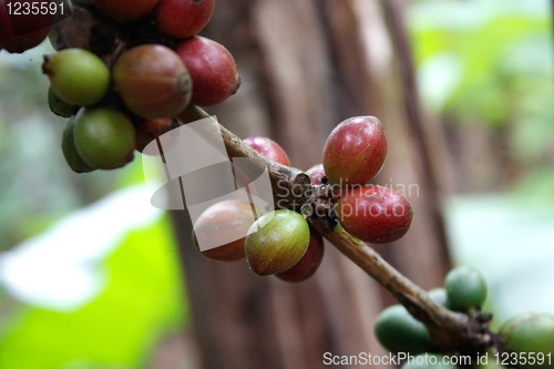 Image of Coffee tree