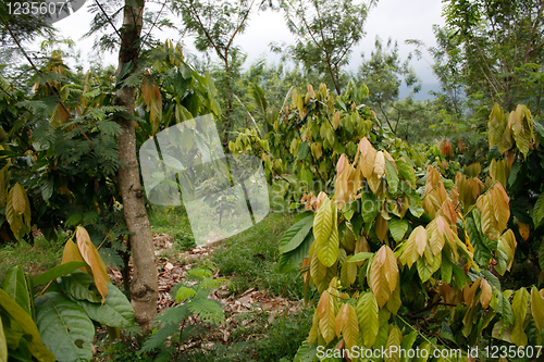 Image of Cacao plantation