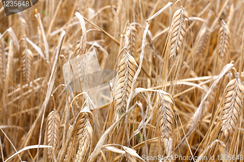 Image of Barley