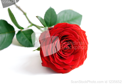 Image of Rose