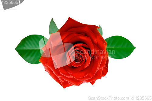 Image of Rose