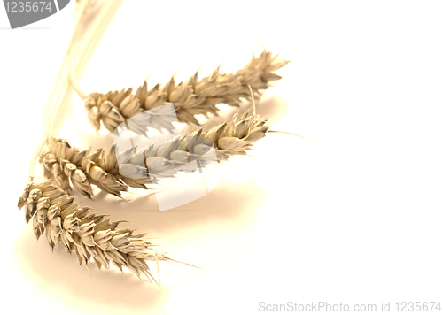 Image of Wheat