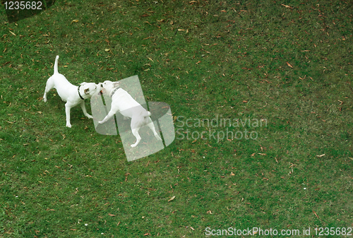 Image of Dangerous dogs