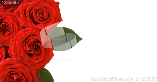 Image of Rose