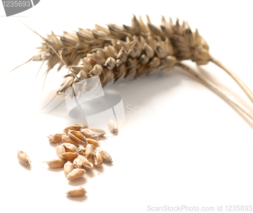 Image of Wheat