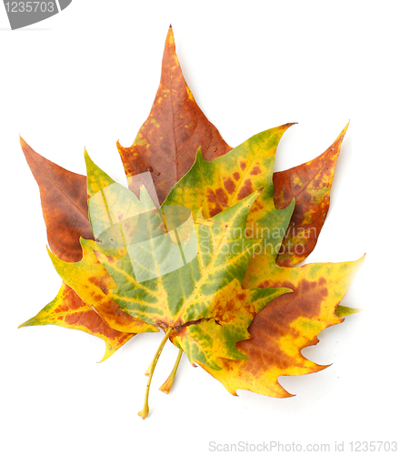 Image of Maple leaf