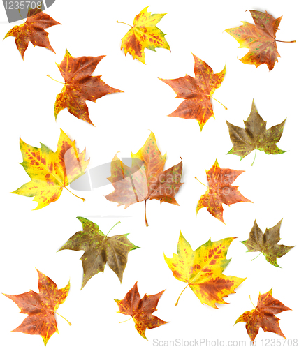 Image of Maple leaf