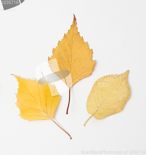 Image of Leaf