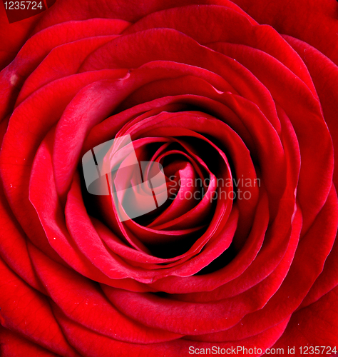 Image of Rose