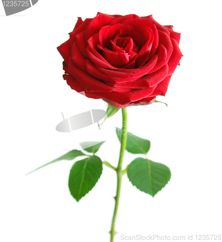 Image of Rose