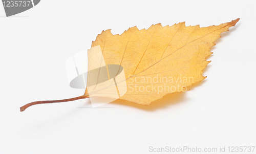Image of Leaf
