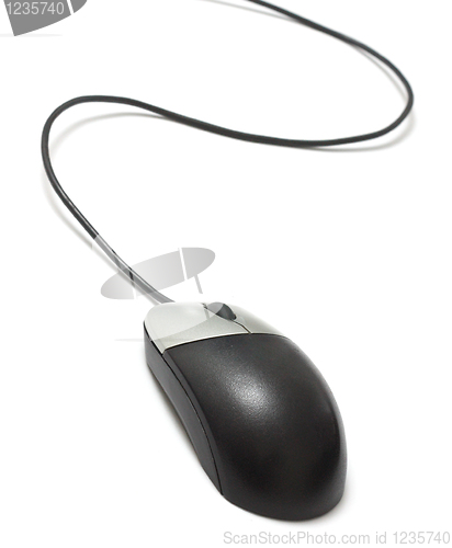 Image of Mouse