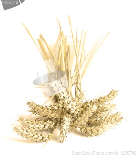 Image of Wheat
