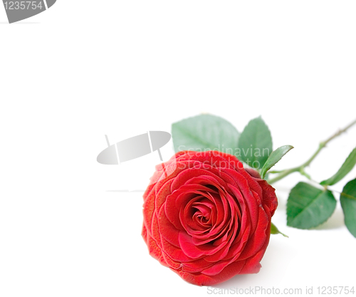 Image of Rose