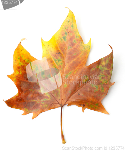 Image of Maple leaf