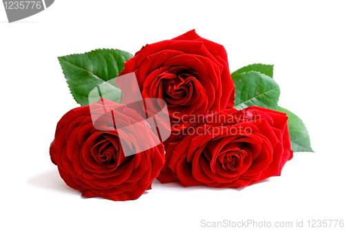 Image of Rose