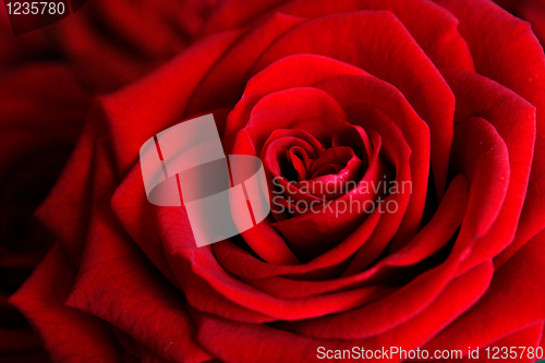 Image of Rose