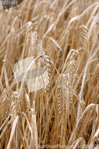 Image of Barley