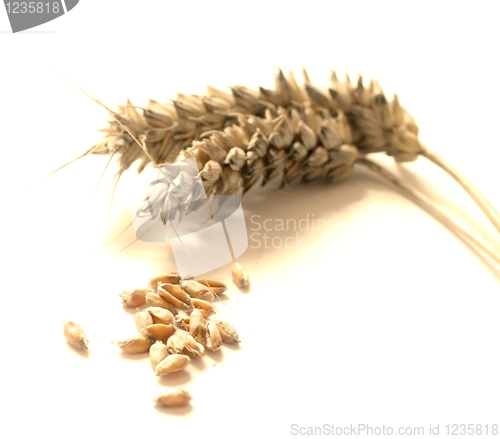 Image of Wheat