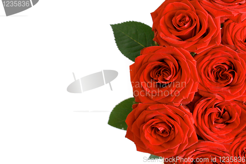 Image of Rose