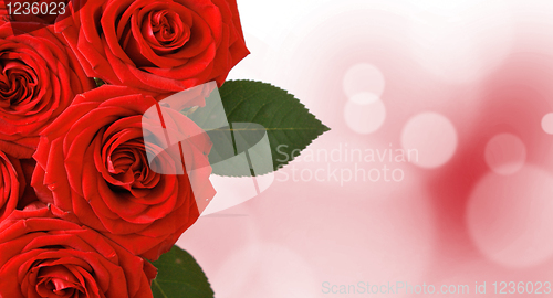 Image of Red roses