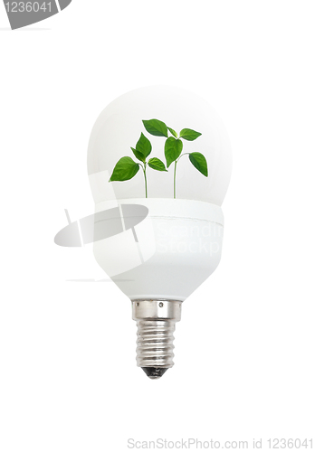 Image of Light bulb with leaves