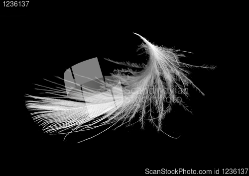 Image of Feather