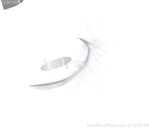 Image of Feather