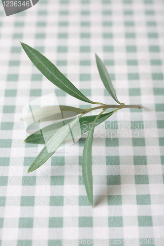 Image of Olive tree twig