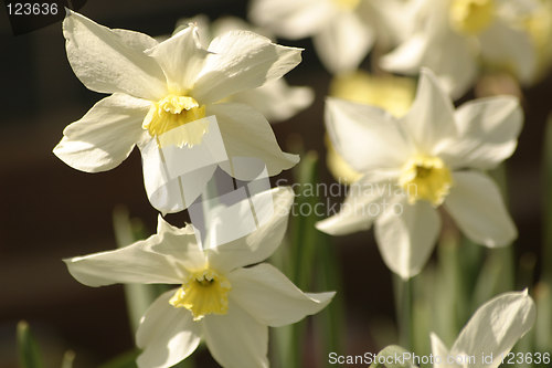 Image of narcissis flowers in the spring