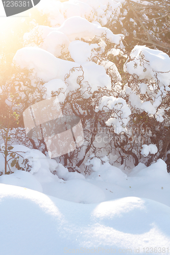 Image of Snow