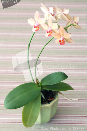 Image of Orchid