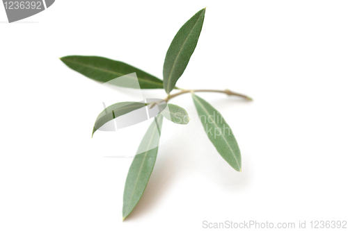 Image of Olive tree twig