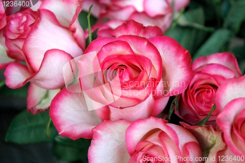 Image of Roses