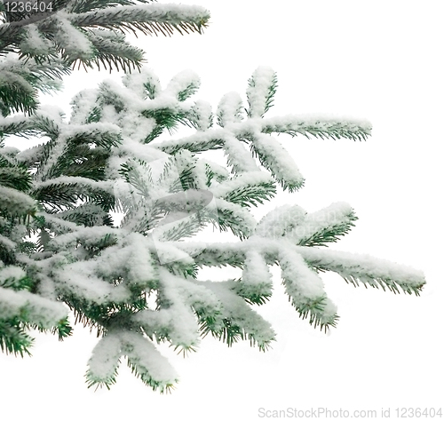 Image of Christmas tree
