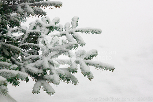 Image of Christmas tree