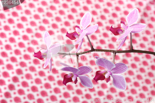 Image of Orchids