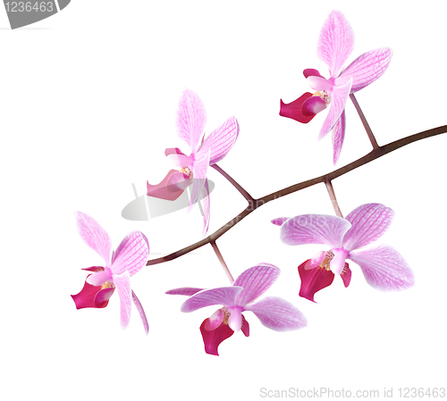 Image of Orchids