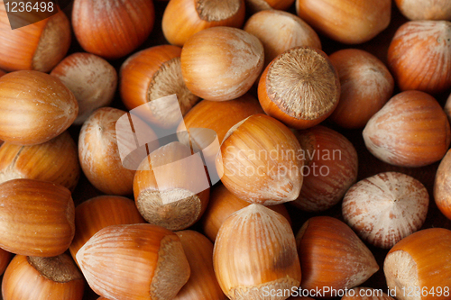 Image of Hazelnuts