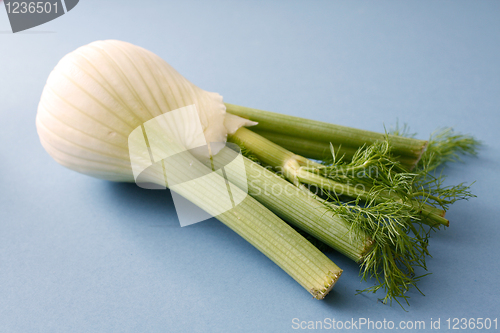 Image of Fennel