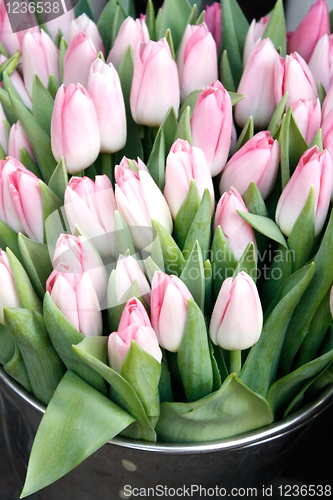 Image of Tulips