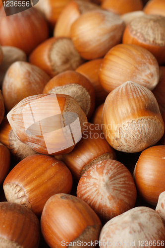 Image of Hazelnuts