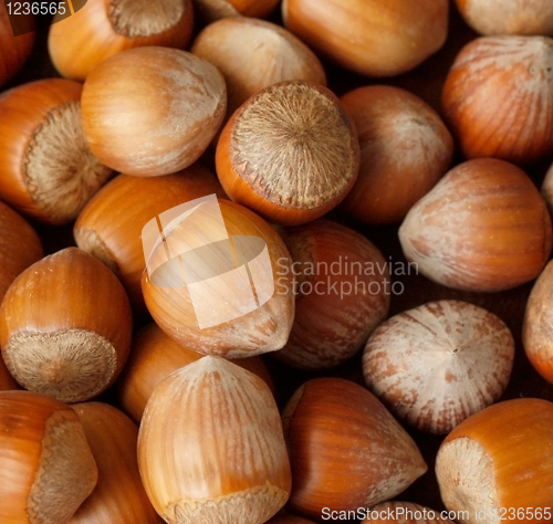 Image of Hazelnuts