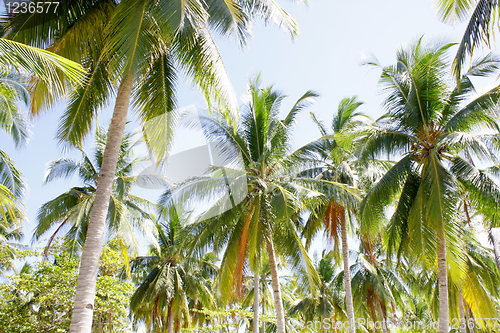 Image of Palm tree