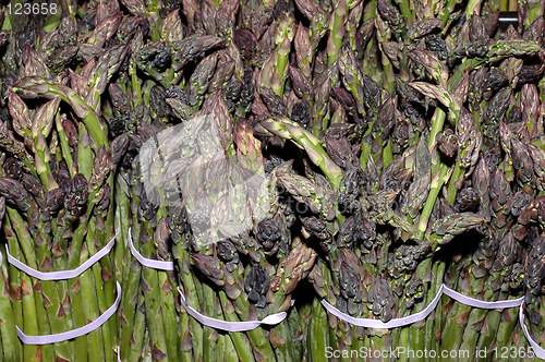 Image of Forest of asparagus